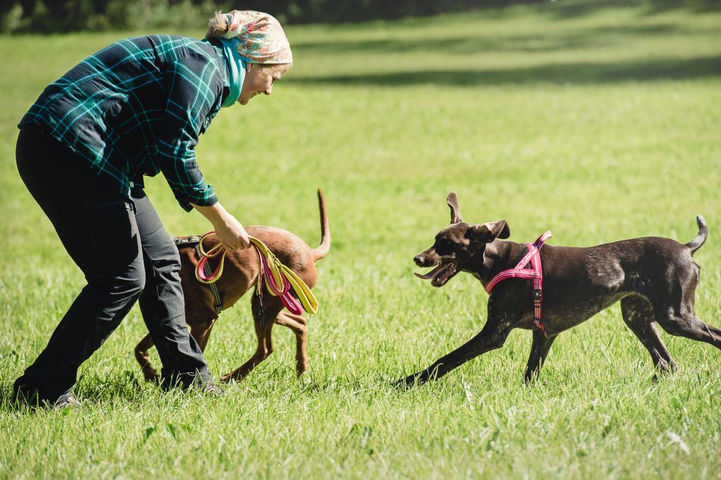 Adiestramiento canino