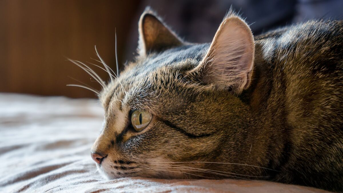 La insuficiencia renal crónica en los gatos