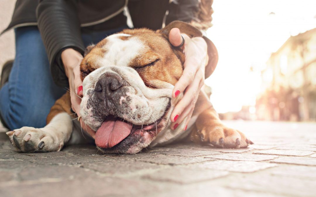 El asma en los perros: nuevas opciones de tratamiento
