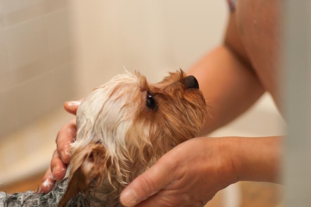 Los mejores consejos para bañar a los cachorros