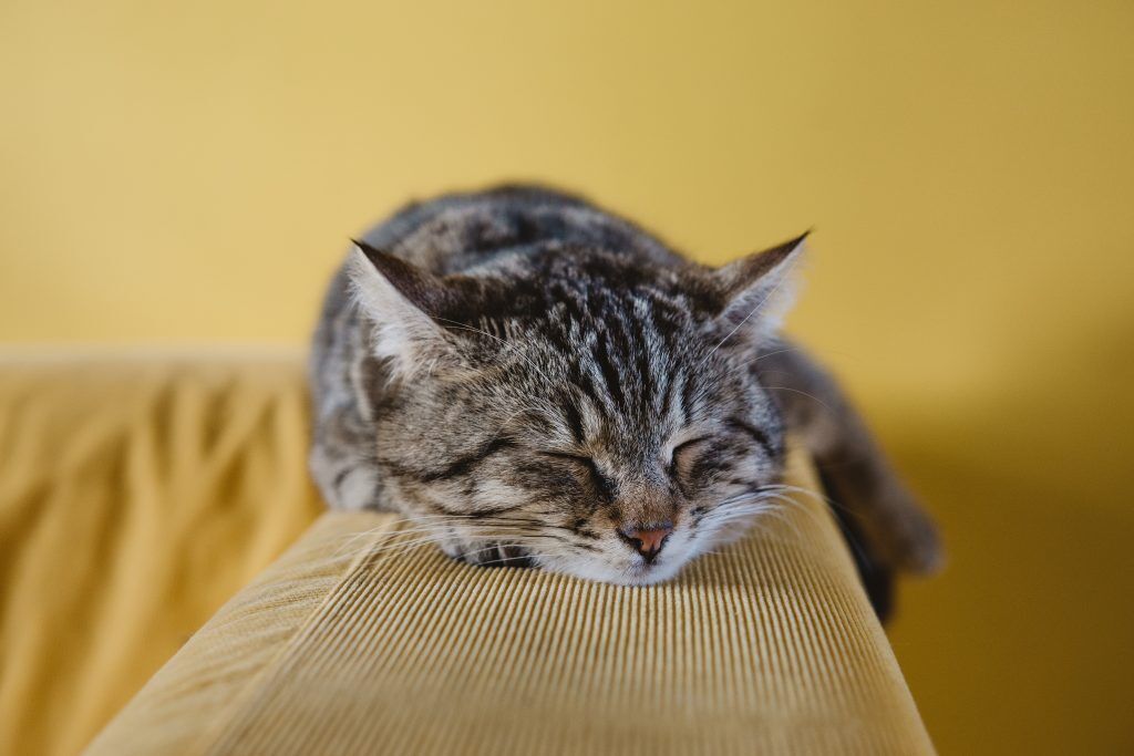 gatos