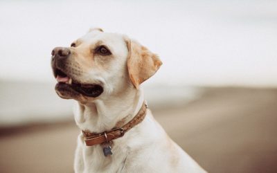 Suplementos naturales para perros y gatos con cáncer