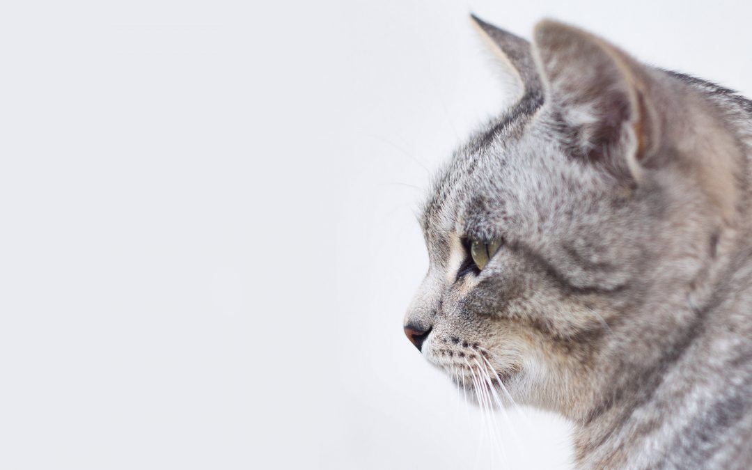La bandeja sanitaria para gatos: preguntas y respuestas