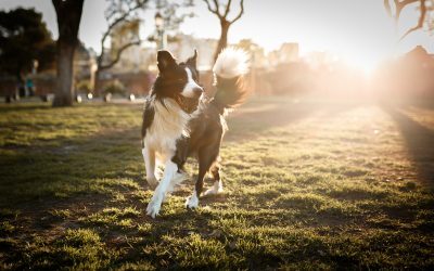 El celo en las perras: fases y características