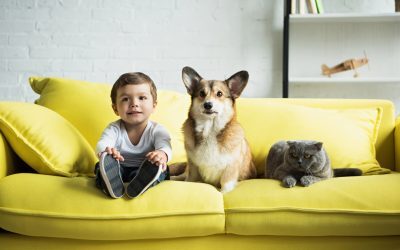 Vuelta a la nueva normalidad: posibles secuelas en perros y gatos