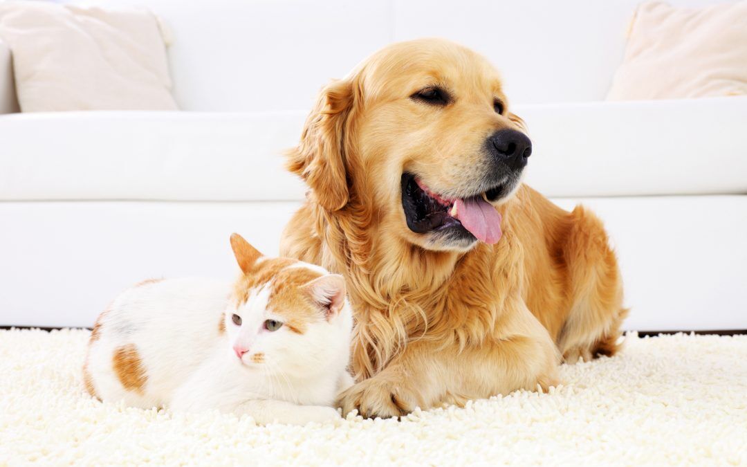 Protegido: Guía «5 ingredientes naturales clave para la salud de perros y gatos»