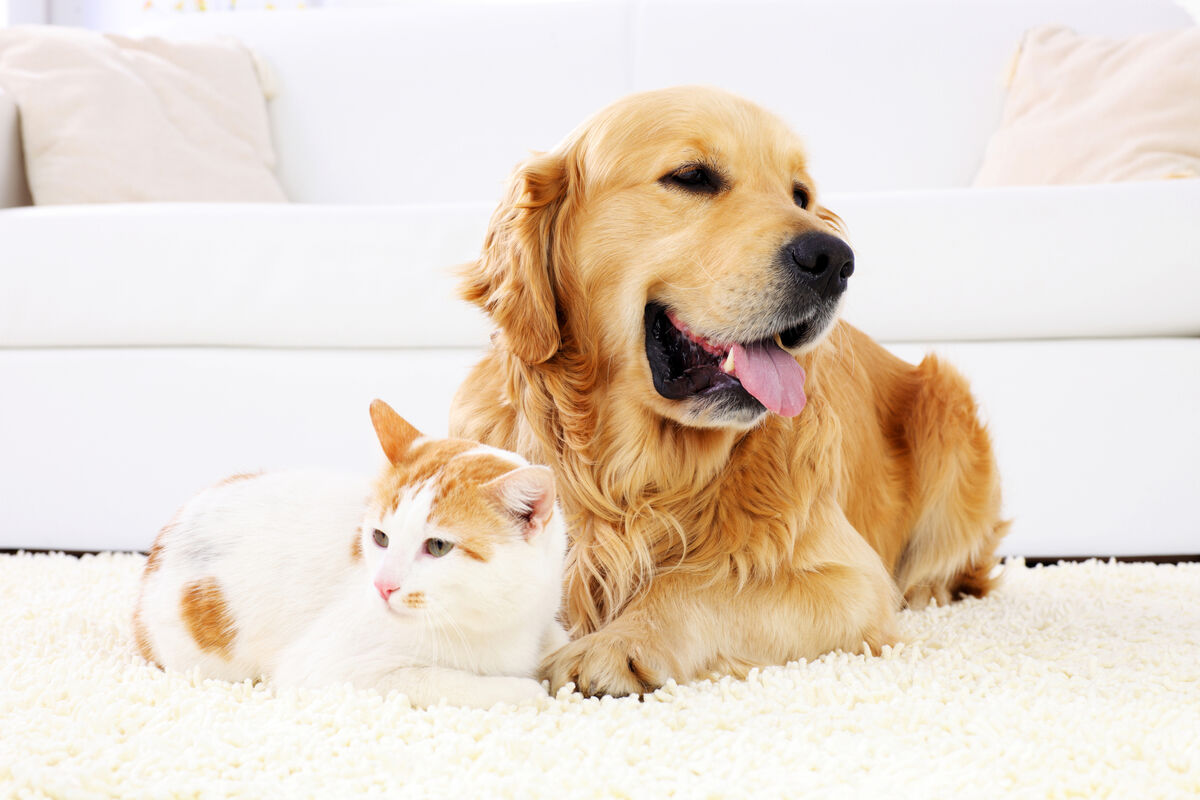 Protegido: Guía «5 ingredientes naturales clave para la salud de perros y gatos»