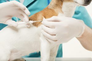 Cuidados médicos de un cachorro