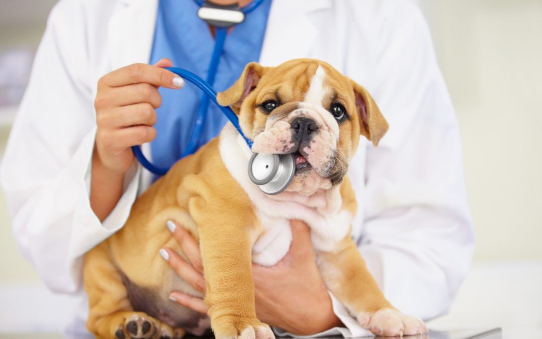 Primeros cuidados médicos de un cachorro