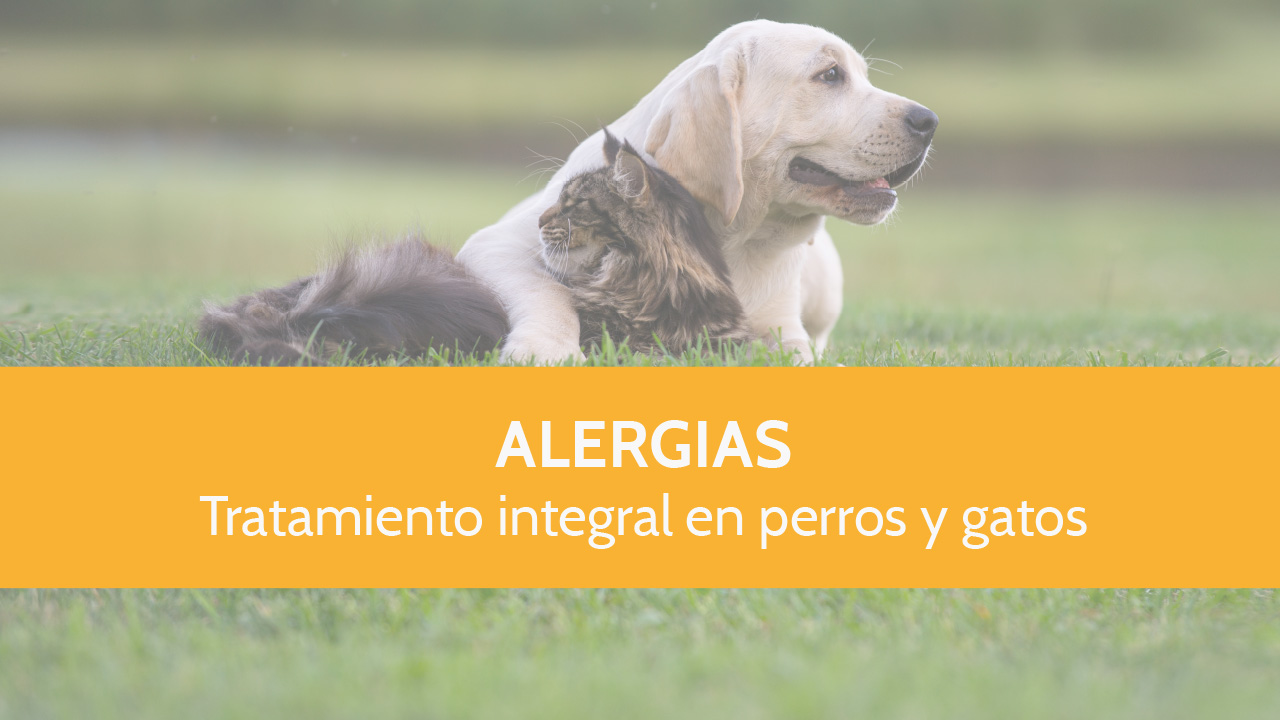 Tratamiento integral de las alergias en perros y gatos (Vídeo)