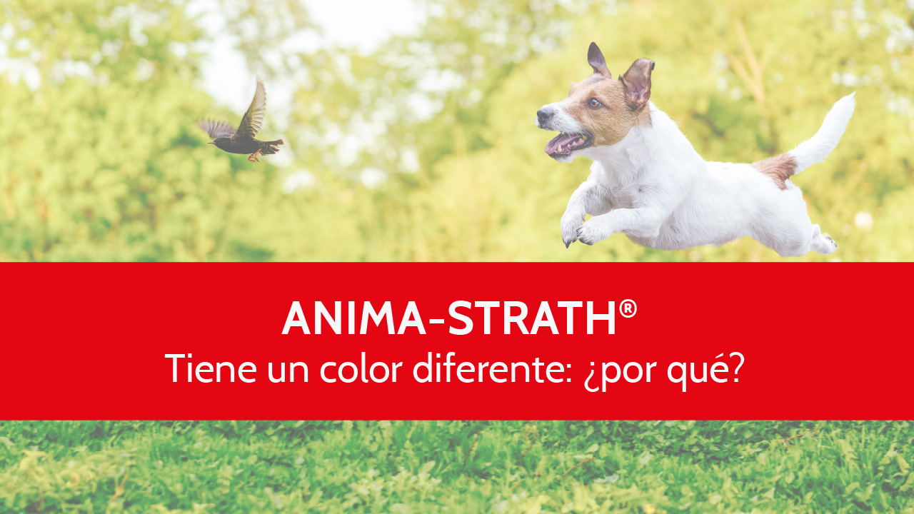 Anima-Strath tiene un color diferente: ¿por qué? (Vídeo)