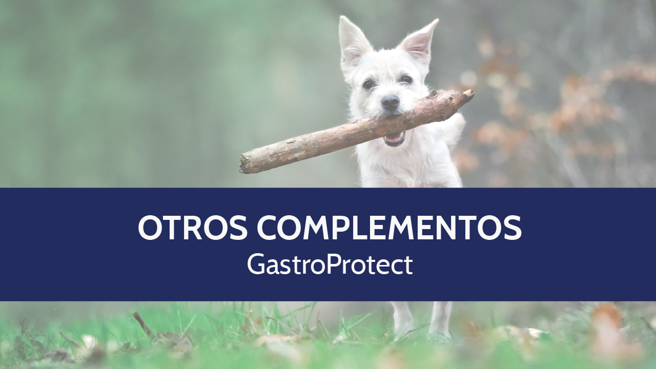 GastroProtect – Protección de la mucosa gástrica (Vídeo)