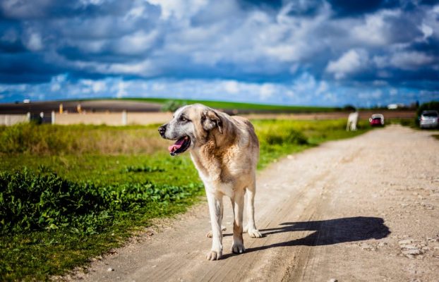 Displasia de cadera en perros: qué es y qué debemos hacer