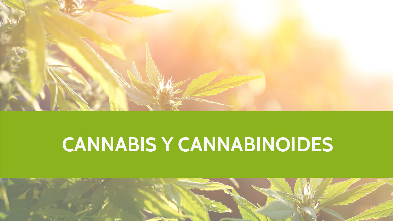 Dosier técnico – Cannabis y cannabinoides