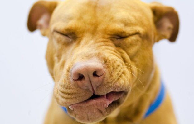 ¿Qué es la tos de las perreras? Síntomas y tratamiento