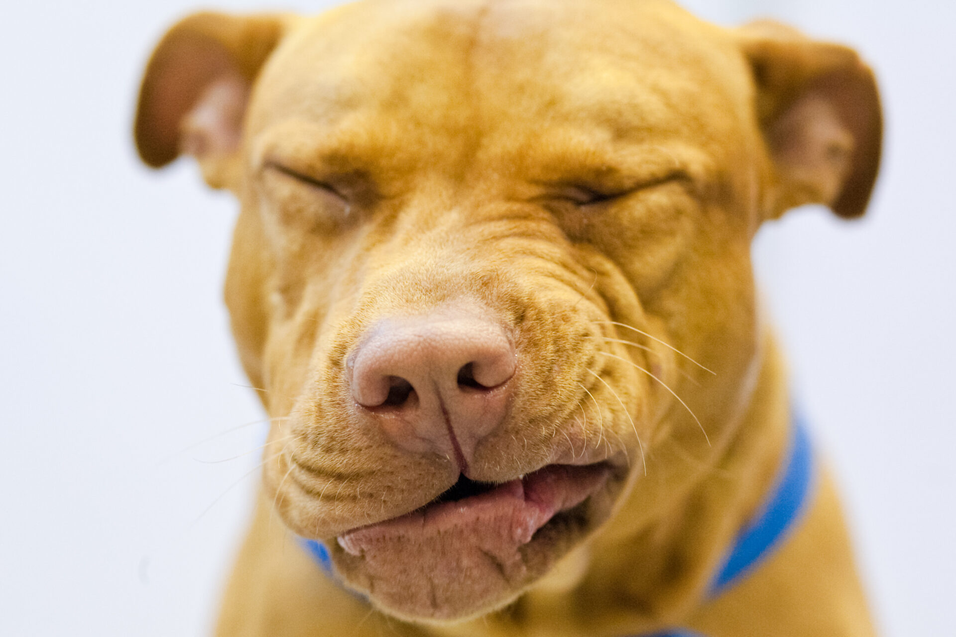 ¿Qué es la tos de las perreras? Síntomas y tratamiento