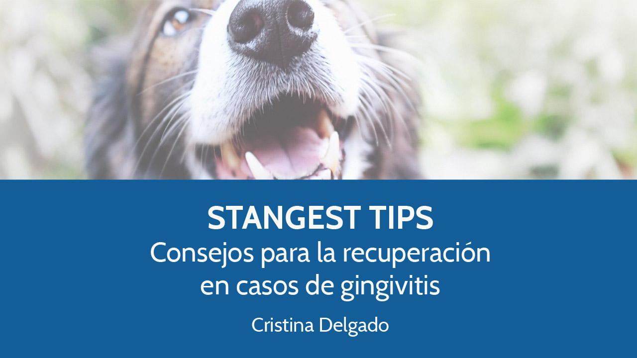Stangest Tips – Gingivoestomatitis